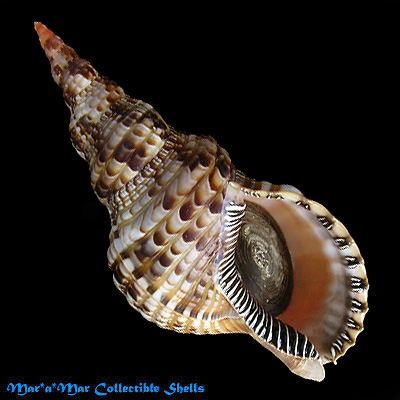 Charonia variegata (Lamarck, 1816)