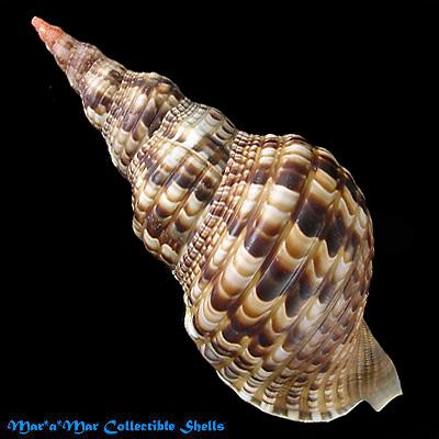 Charonia variegata (Lamarck, 1816) - Image 2