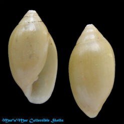 Ellobium pellucens (Linnaeus, 1758)