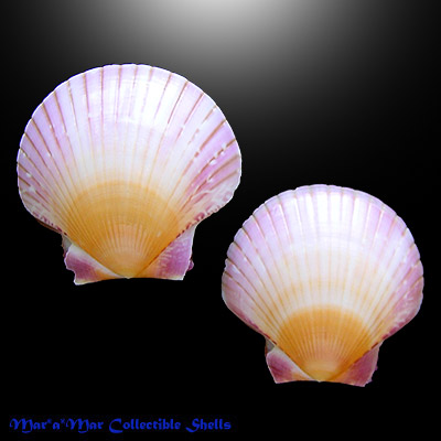 Pecten ziczac (Linnaeus, 1758) - Imagem 2