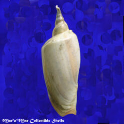 Zidona dufresnii (Donovam, 1823)