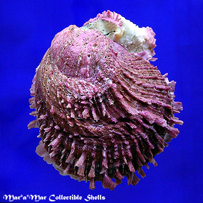 Spondylus calcifer Carpenter, 1857