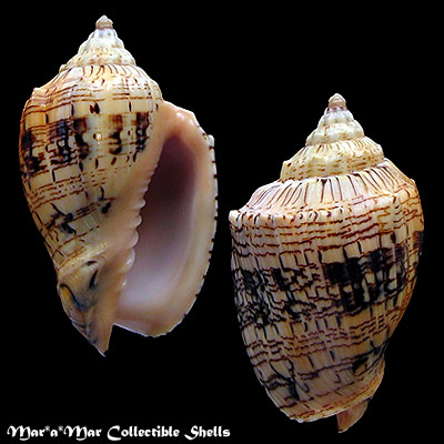 Voluta ebraea Linnaeus, 1758