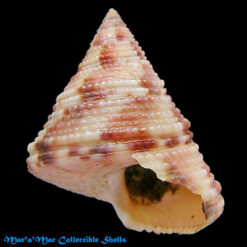 Calliostoma viscardii  Quinn, 1992