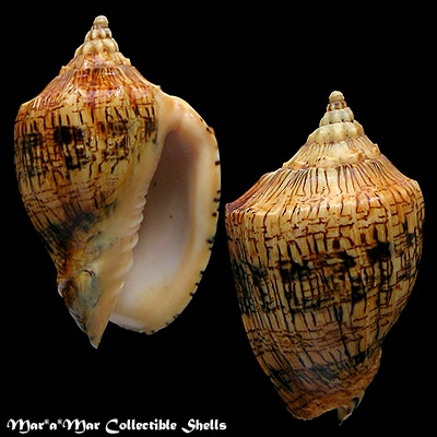 Voluta ebraea Linnaeus, 1758