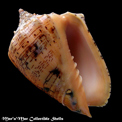 Voluta ebraea Linnaeus, 1758