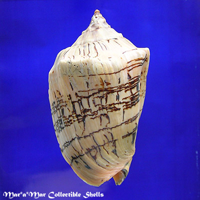 Voluta cf. melodica Simone, 2024