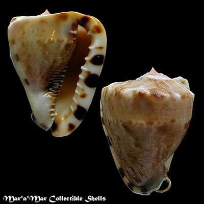 Cassis tuberosa (Linnaeus, 1758)