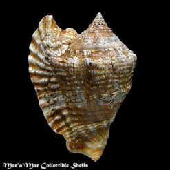 Strombus raninus Gmelin, 1791