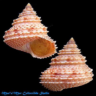 Calliostoma militaris Von Iheringe, 1907