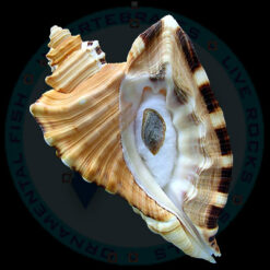 Cymatium raderi D´Attilio & Meyers, 1984