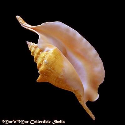 Strombus gallus Linnaeus, 1758 - Imagem 2
