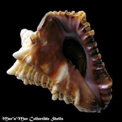 Vasum cassiforme (Kiener, 1841)