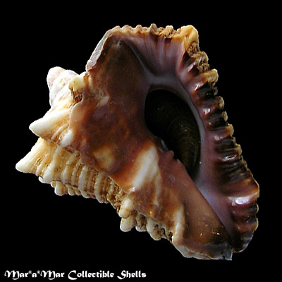 Vasum cassiforme (Kiener, 1841)