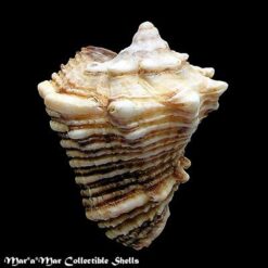 Vasum cassiforme (Kiener, 1841) - Imagem 2