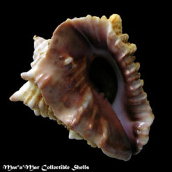 Vasum cassiforme (Kiener, 1841)