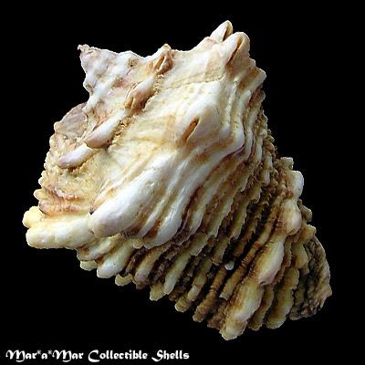 Vasum cassiforme (Kiener, 1841) - Image 2