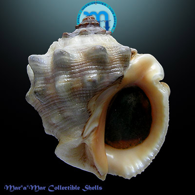 Thais trinitatensis (Guppy, 1869)