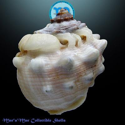 Thais trinitatensis (Guppy, 1869) - Image 2