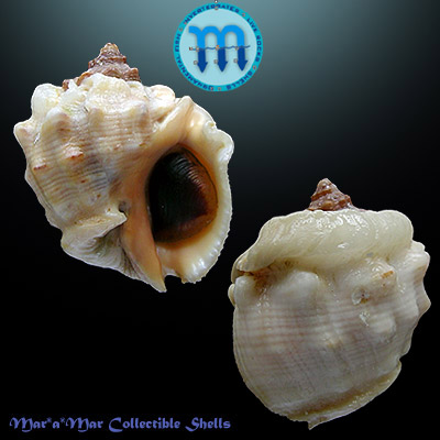 Thais trinitatensis (Guppy, 1869)