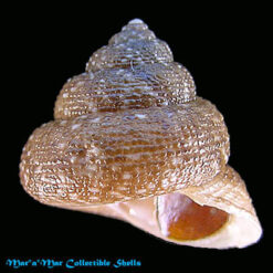 Tegula patagonica Orbigny, 1840