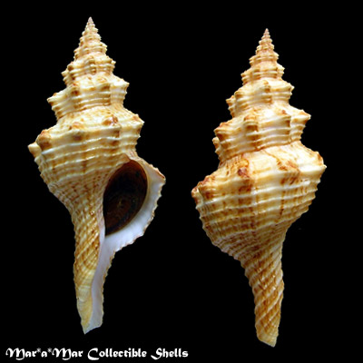 Goniofusus cf. brasiliensis (Grabau, 1904)