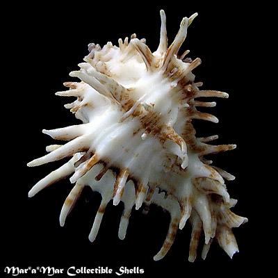 Homalocantha oxycantha (Broderip, 1833) - Imagem 2