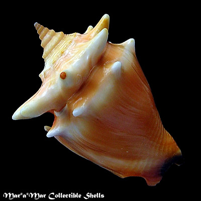Strombus pugilis Linnaeus, 1758