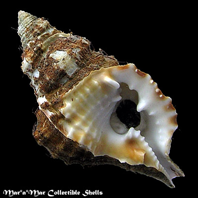 Distorsio decussata (Valenciennes, 1832)