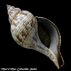 Fasciolaria tulipa hollisteri Weisbord, 1962