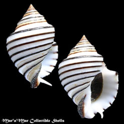Opeatostoma pseudodon (Burrow, 1815)