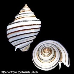 Opeatostoma pseudodon (Burrow, 1815) - Image 2