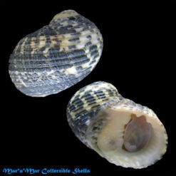 Nerita fulgurans Gmelin, 1791