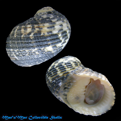 Nerita fulgurans Gmelin, 1791