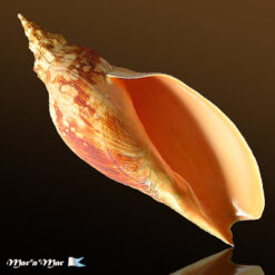 Adelomelon beckii (Broderip, 1836)