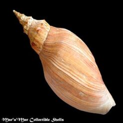 Adelomelon beckii (Broderip, 1836) - Image 2