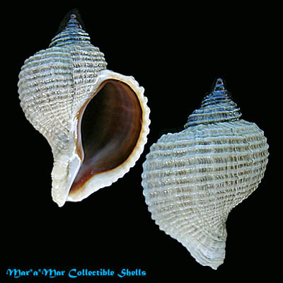 Trophon geversianus Pallas, 1774