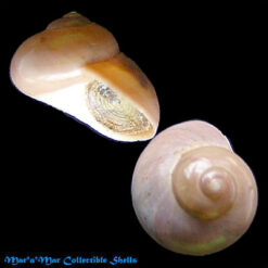 Margarites expansa Sowerby, 1838