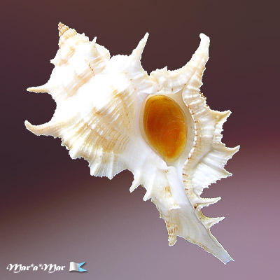 Chicoreus tenuivaricosus (Dautzemberg,1927)