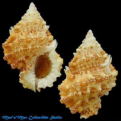 Bursa pacamoni Mathews & Coelho, 1971