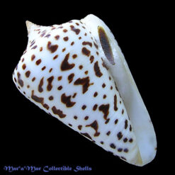 Conus spurius Gmelin, 1791