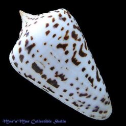 Alternative view of Conus spurius Gmelin, 1791