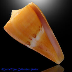 Conus worki Petuch, 1998*