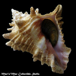 Vasum cassiforme (Kiener, 1841)