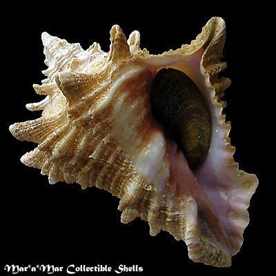 Vasum cassiforme (Kiener, 1841)