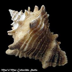 Vasum cassiforme (Kiener, 1841) - Imagem 2