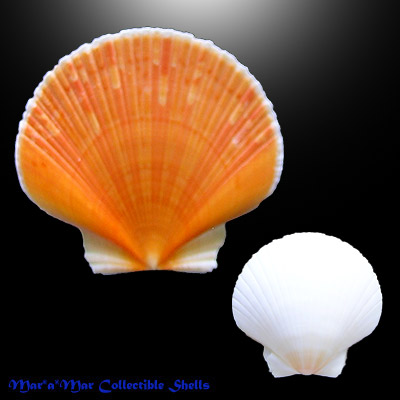 Pecten ziczac (Linnaeus, 1758)