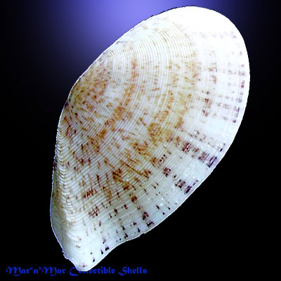 Tellina listeri Roding, 1798