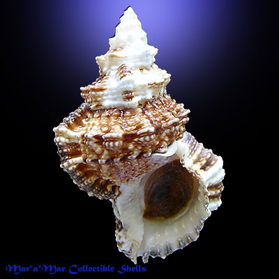 Tutufa bubo L., 1758