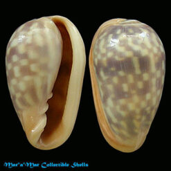 Bullata guerrinii Souza & Covert, 2001